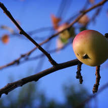 Apple tree ginnerobot
