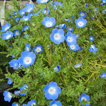 Blue border flowers