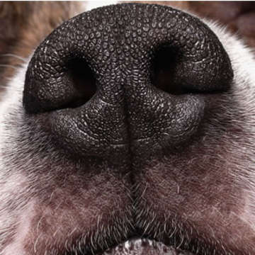 Dog nose kalimistuk