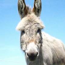 Donkeys 2 may 2013