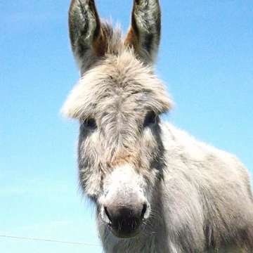 Donkeys 2 may 2013