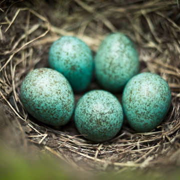 Eggs nests