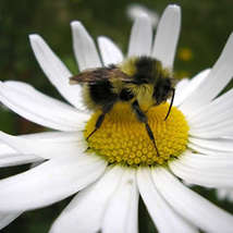 Bee daisy photogirl7