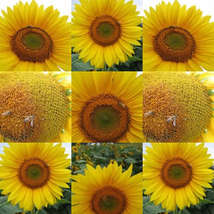 Sunflower ctd2005