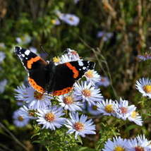 Red admiral   gift to nature