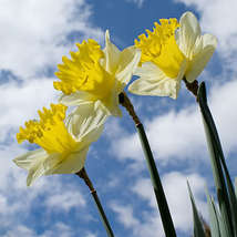 Daffodil anvica