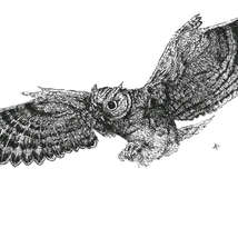 Owl lo 