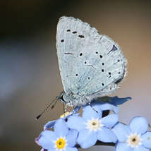 Holly blue deanster1983