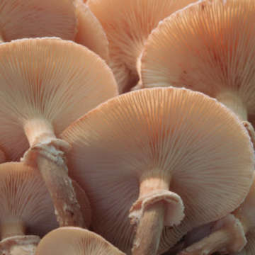 Autumn harvest walk fungi