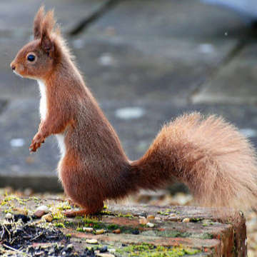 Red squirrels by sykes cottages