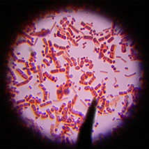 Bacteria by kaibara