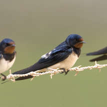 Barn swallow 001