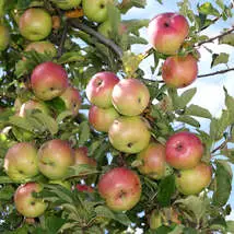 Apples on tree 2011 g1