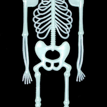 Skeleton 1 