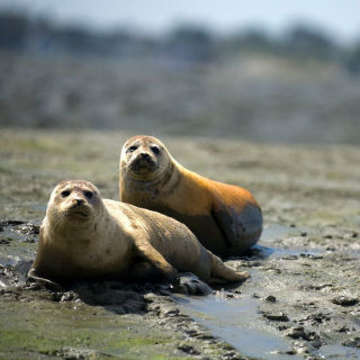 Common seals pair by chas spradbery 320