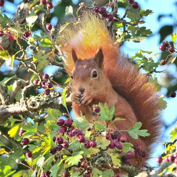 Red squirrel luccombe