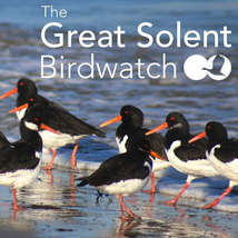 The great solent birdwatch cropped