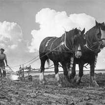 Ploughing competition