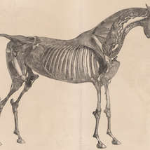 George stubbs %281724 1806%29  from 'the anatomy of the horse'  1766 %28yale center for british art  paul mellon collec