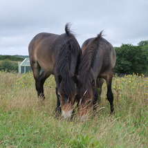Exmoor ponies at wilder little duxmore %28c%29 kate garnham