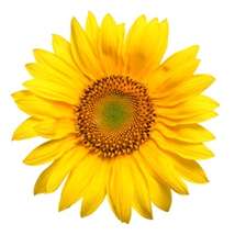 Wtw sunflower