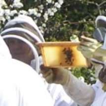 Bee keeping3 lr