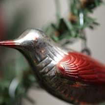 Christmas bird paparutzi