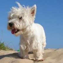 West highland terrier guerrotto 320