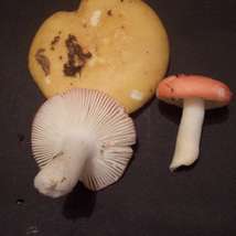 Fungi011