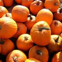 Pumpkin richardbowen
