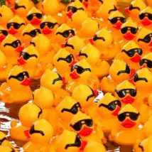 Yellow rubber ducks sunglasses david dennis photos