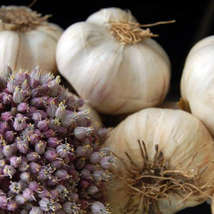 Garlic festival garlic