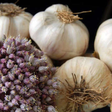 Garlic festival garlic