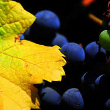 Wine grapes tibchris