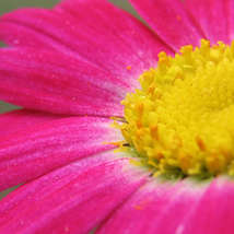 Pink flower close up dawnzy
