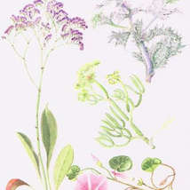 Sally whibley botanical art