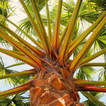 Palm by catlantis