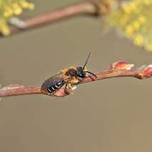Andrena dorsata and early mining bee