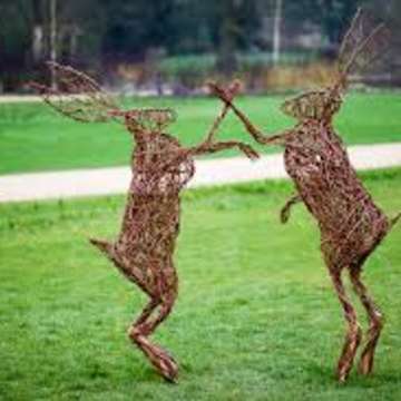 Hares boxing