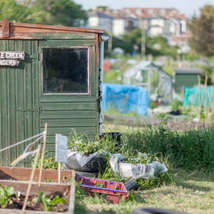 Little green fingers shed