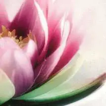Lotus flower cropped
