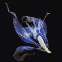 Blue erythronium rked  1 