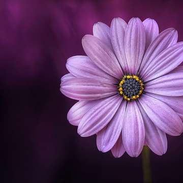Flower purple lical blossopexelsfreestock