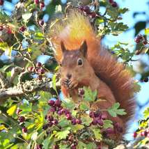 Red squirrel luccombe