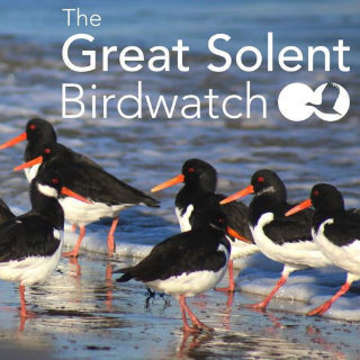 The great solent birdwatch cropped