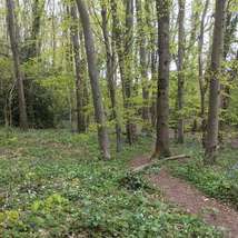 Re sized medham woods