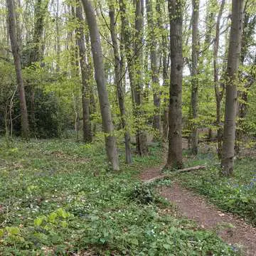Re sized medham woods