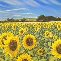 Newchurch sunflowers square