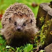 Hedgehog by alexas fotos