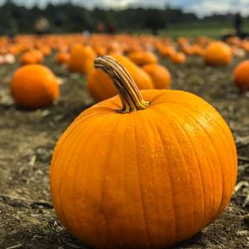 Field of pumpkins by marius ciocirlan